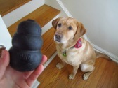 Junebug enjoying her Kong Extreme toy filled with a few pieces of frozen banana and peanut butter. © 2014